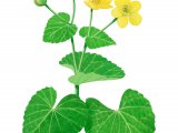 Illustration of Marsh Marigold (Caltha palustris) (#2811)