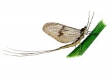 Illustration of Mayfly (Greendrake) Ephemera (#1356)