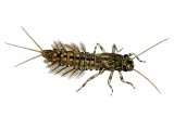 Illustration of IN101- Mayfly Nymph (Sepia Dun) Leptophlebia marginata (#2794)
