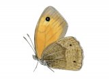 Illustration of Meadow Brown (Maniola jurtina)  (#2990)