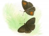 Illustration of Meadow Brown (Male & female) Maniola jurtina  (#3397)