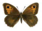 Illustration of Meadow Brown (female) Maniola jurtina  (#0310)
