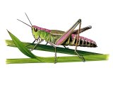Illustration of Meadow Grasshopper (Chorthippus parallelus) (#3391)