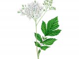 Illustration of Meadowsweet (Filipendula ulmaria) (#2078)