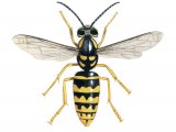 Illustration of Median Wasp female (Dolichovespula media (#3150)