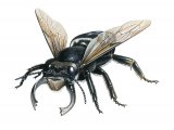 Illustration of Wallace's giant bee (Megachile pluto) (#3823)