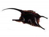 Illustration of Mermaids Purse (Ray or Skate Eggs) (#3622)