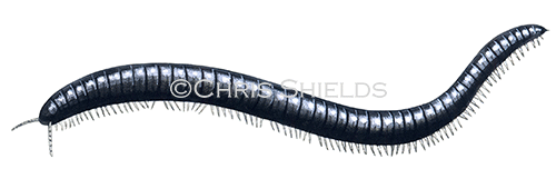 Illustration of Millipede (Snake) Cyindoiulus londinensis (#0365)