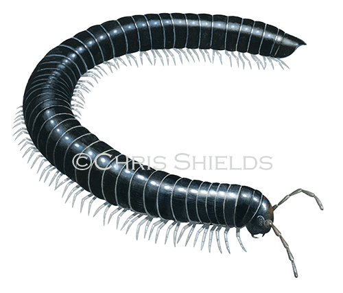 Illustration of Millipede (Tachypodoiulus niger) (#2678)