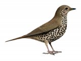 Illustration of Mistle Thrush (Turdus viscivorus) (#1208)