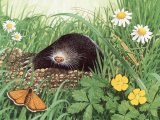 Illustration of Mole (Talpa europaea) (#3707)