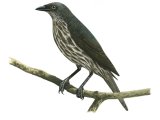 Illustration of Moluccan Starling (immature) Aplonis mysolensis (#2218)
