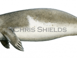 Illustration of Monk Seal (Monachus monachus) (#4637)