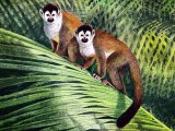 Illustration of Monkey (squirrel) Simia sciureus (#1416)