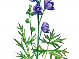 Illustration of Monkshood (Aconitum napellus) (#1255)