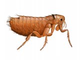 Illustration of Moorhen Flea (Dasypsyllus gallinulae) (#2060)