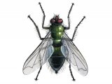 Illustration of Mortuary fly (Cynomyia mortuorum) (#3323)