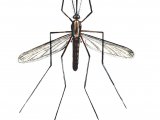 Illustration of Mosquito (Anopheles plumbens) (#2364)