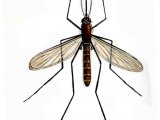 Illustration of Mosquito (Culex pipiens) (#2366)