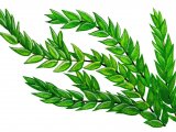 Illustration of Moss (Fontinaus antipyretica) (#0847)
