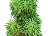 Illustration of Moss (Sphagnum auriculatum) (#2099)
