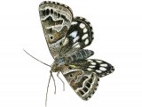 Illustration of Mother Shipton Moth (Callistege mi) (#3417)
