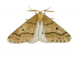 Illustration of Mottled Umber male (Erannis defoliaria) (#3412)