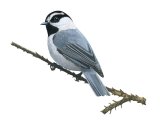 Illustration of Mountain Chickadee (Poecile gambeli) (#3902)