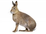 Illustration of Mountain Hare (Lepus timidus) (#3263)
