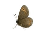 Illustration of Mountain Ringlet (Erebia epiphron), (#2973)