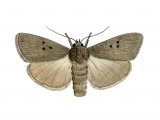 Illustration of Mouse Moth (Amphipyra tragopoginis) (#2485)