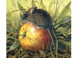 Illustration of Wood Mouse (Apodemus sylvaticus) (#0275)