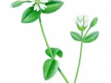 Illustration of Mouse-eared chickweed (Cerastium fontanum) (#2270)