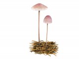 Illustration of Mycena capillaripes (Pinkedge Bonnet) (#3861)
