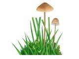 Illustration of Mycena olivaceomarginata (Brownedge Bonnet) (#3862)