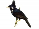 Illustration of Long-crested Myna (Basilornis corythaix) (#1674)