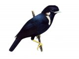 Illustration of Sulawesi Crested Myna (Basilornis celebensis) (#1678)