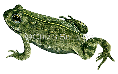 Illustration of Natterjack Toad (Epidalea calamita) (#3108)