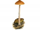 Illustration of Naucoria striatula (Striate Aldercap) (#3598)