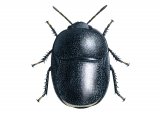 Illustration of Negro Bug (Thyreocoris scarabaeoides) (#2524)