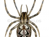 Illustration of Neoscona adianta Spider (#2638)