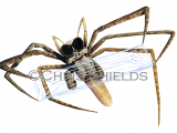 Illustration of Net Casting Spider (Dinopis spp), (#0551)