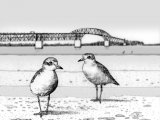 Illustration of Newzealand Dotterel (Charadrius obscurus) (#0758)