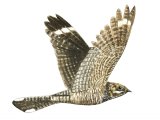 Illustration of Nightjar in flight (Caprimulgus europaeus) (#3729)
