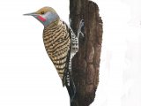 Illustration of Northern Flicker (Colaptes auratus) (#3912)