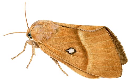 Illustration of Northern Oak Eggar (Lasiocampa quercus) (#4396)