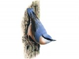 Illustration of Nuthatch (Sitta europaea) (#1212)
