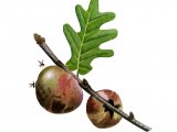 Illustration of Oak Apple Gall (#2869)