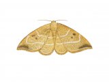 Illustration of Oak Hooktip (Drepana binaria) (#2492)