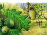 Illustration of Oak Leaves & Acorns (#2737)